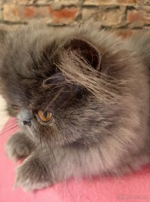 Krasná  perská a exotická koťátka s pp - 9