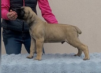 Boerboel štěňata na prodej (FCI) - 9