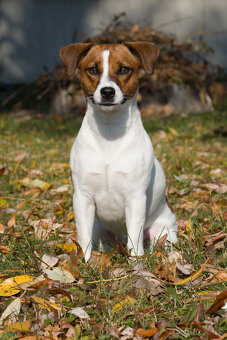 štěňata Jack Russell teriéra s PP - 9