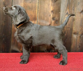 Flat coated retriever - šteniatko s PP - 9