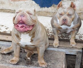 Štěňata American Bully Pocket Exotic -Top linie - 9