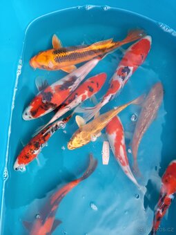 Koi kapr originál - 9