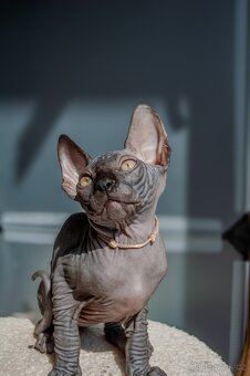 Kanadský Sphynx - 9