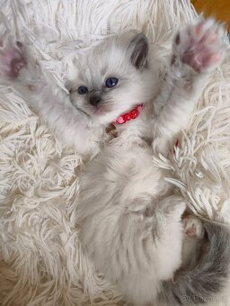 Ragdoll bez PP - 9