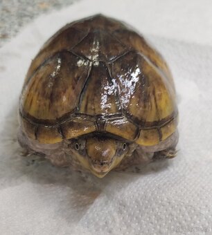 Akvárium - terárium + želva. - 9