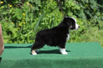 Miniaturní americký ovčák - 9