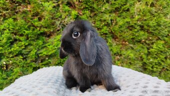 Zakrslý beránek, králíček, králík - PIPER - 9