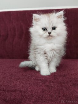 Perská koťátka - 9