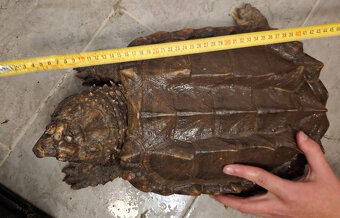 Prodám kajmanky supí - 9