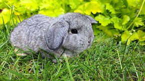 Zakrslý králík, zakrslý králíček beránek - 9
