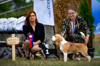 BEAGLE - bigl, beautiful puppies ZKwP/ FCI - 9