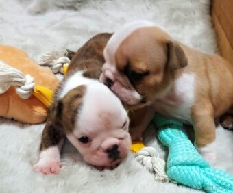 Anglický buldok s PP, štěňátka k rezervaci - 9