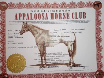 Hříbata Apaloosa - 9
