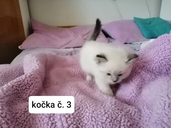 Ragdoll koťátka - 9