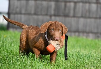 Hnědý retriever(jako hnědý labrador-chesapeake)sPP - 9