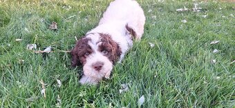 Lagotto romagnolo s PP (italský vodní pes) - 9