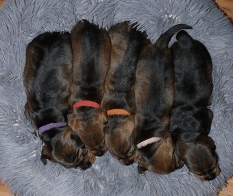 Jezevčík standard drsnosrstý s PP - 9