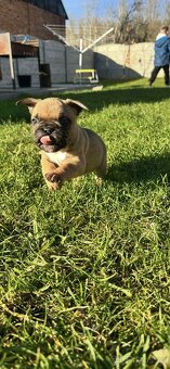 Francouzský buldoček - 9