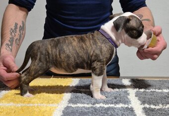 Americký stafordšírský teriér s PP - 9