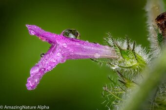 Pergear 100mm F2.8 Full Frame 2X Ultra Macro L mount, nové - 9