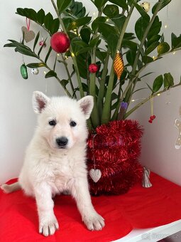 Bílý švýcarský ovčák s PP - 9