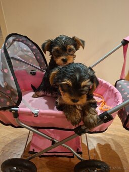 Jorkšírský teriér bez pp - 9