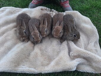 Kralicci  králíci kraličACI - 9