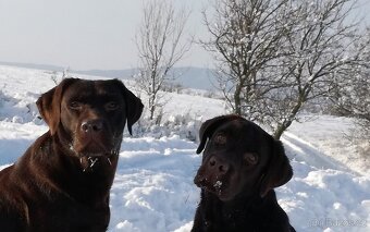 Labradorský retrívr - 9