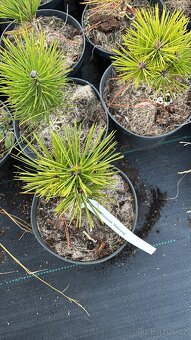 Borovice c2 doprava - 9