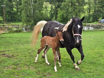 American Paint Horse - 9