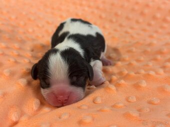 Cavalier King Charles spaniel - 9