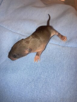 Potkaní dumbo mlaďata - 9