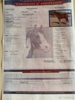 Prodám dva valachy do dobrých rukou - Paint Horse a Quarter - 9