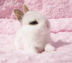 Zakrslý krátkouchý králíček , malinký kluk s VP - 9