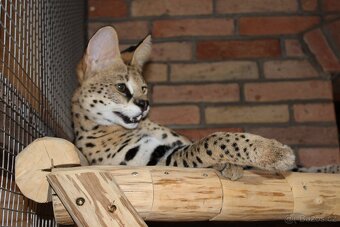 Serval stepny - 9