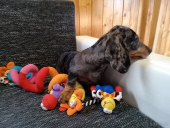 Jezevčík - 9