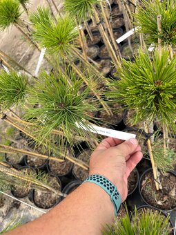 Borovice velkoobchod - 9