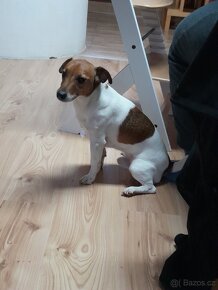 Jack Russell Teriér  ke krytí - 9