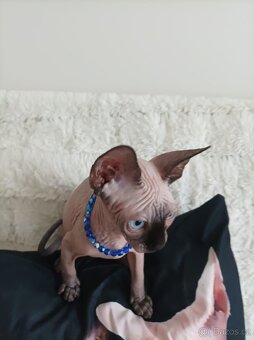 Kanadský sphynx - 9