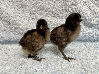 Ayam Cemani kuřátka - 9