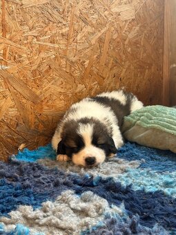 Tornjak s PP poslední 2 štěňátka - 9