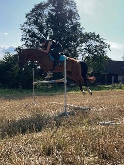 Všestranný valach - 9