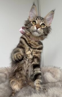 Mainská mývalí koťátka s PP - 9