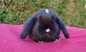Zakrslý beránek, králíček, králík - DAN - 9