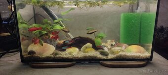 Akvarium s rybkami vybavené 40x20x20 - 9