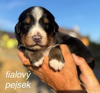 Bernský salašnický pes s PP - štěňátka - 9