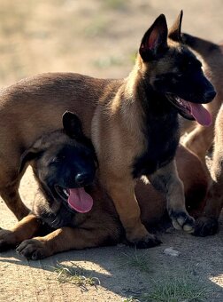 BELGICKÝ OVČÁK MALINOIS - 9