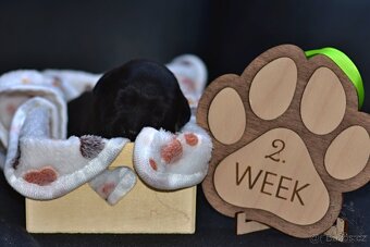 ŠTĚŇATA - LABRADORA - LABRADORSKÉHO RETRIEVERA S PP - 9