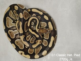 Krajta královská subadult a adult - 9
