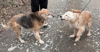 VIKY & ZORKA - umazlené babičky čekají na svého anděla - 9